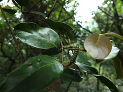 Gnetum edule