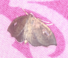 Perispasta caeculalis