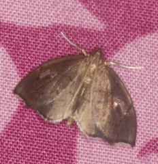 Perispasta caeculalis
