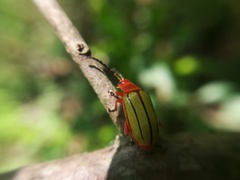 Disonycha stenosticha