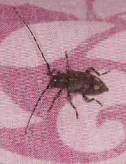 Astyleiopus variegatus