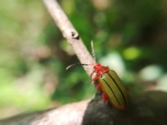 Disonycha stenosticha