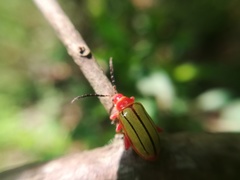 Disonycha stenosticha