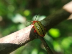 Disonycha stenosticha