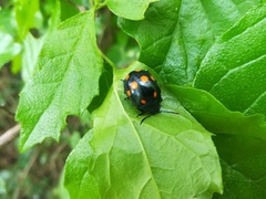 Labidomera suturella