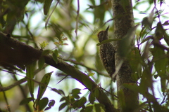 Dryobates spilogaster