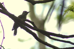 Dryobates spilogaster