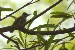 Dryobates spilogaster