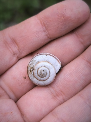 Fruticocampylaea narzanensis observed 2024-06-06