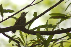 Dryobates spilogaster