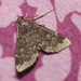 Glossy Black Idia Moth - Photo no rights reserved, uploaded by Scott Loarie