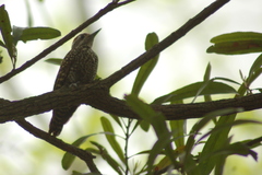 Dryobates spilogaster