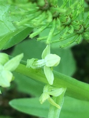 Platanthera stricta