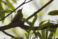 Dryobates spilogaster