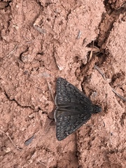 Erynnis telemachus