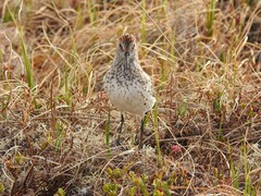 Calidris mauri