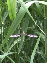 Tipula caloptera