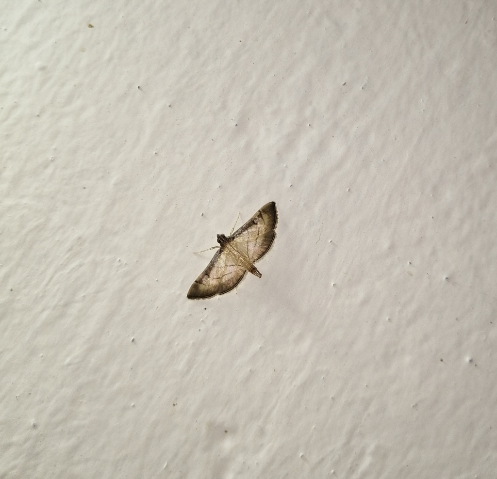 Cnaphalocrocis bilinealis