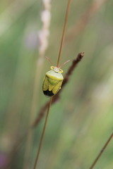 Piezodorus lituratus