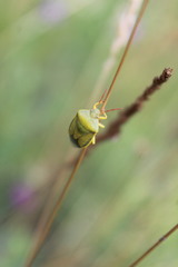 Piezodorus lituratus