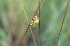 Piezodorus lituratus