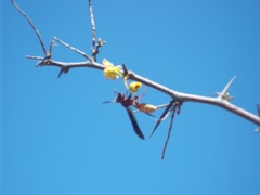 Polistes mexicanus