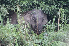Elephas maximus borneensis
