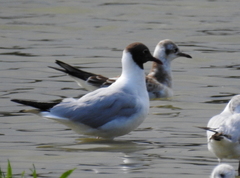 Chroicocephalus ridibundus