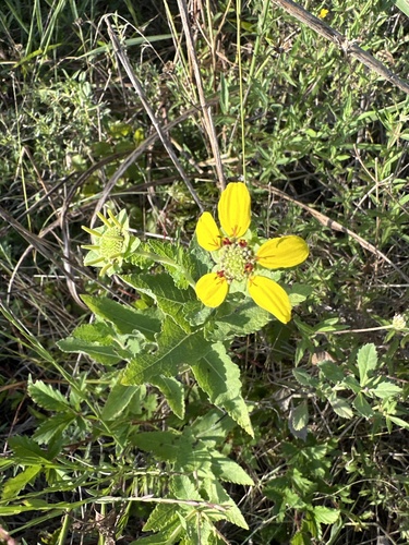 Image of Berlandiera betonicifolia by (c) Craig Hensley, some rights reserved (CC BY)
