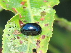 Plagiodera versicolora