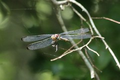 Libellula incesta