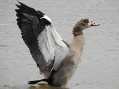 Alopochen aegyptiaca