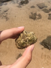 Calappa gallus