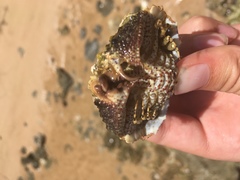 Calappa gallus