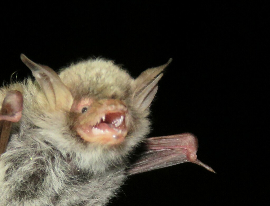 Escalera's Myotis