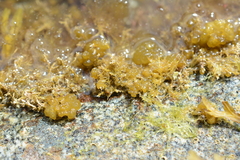 Leathesia marina