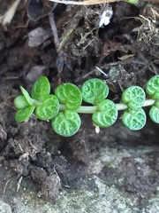 Epilobium komarovianum