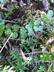 Epilobium komarovianum