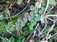 Epilobium komarovianum