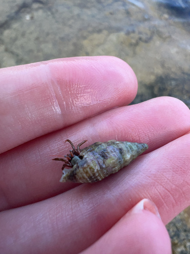 Saint Piran's Hermit Crab, St Julian's, photo 10 of 10