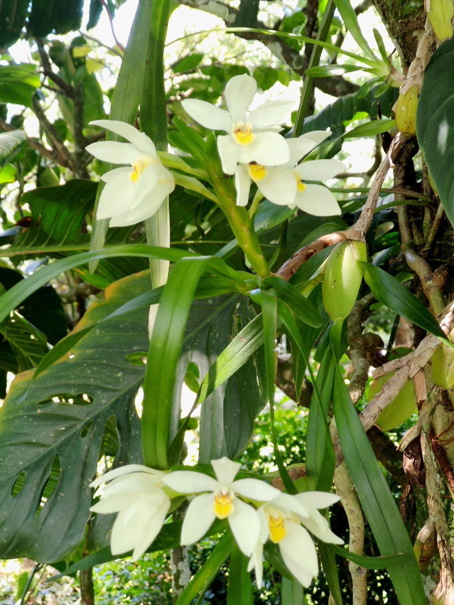 Imagem de Orquídea-amarela