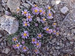 Erigeron pygmaeus