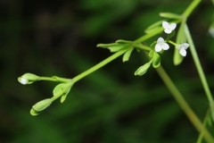 Galium obtusum