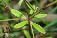 Galium obtusum