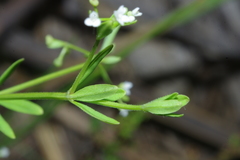 Galium obtusum