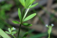 Galium obtusum