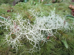 Usnea flavocardia