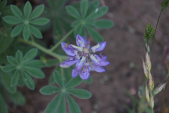 Lupinus concinnus