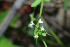 Galium obtusum