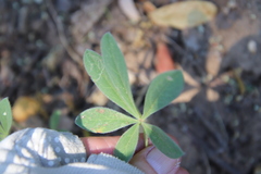 Lupinus concinnus